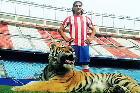Radamel Falcao, El Tigre, posing for a photo with a real tiger, in Atletico Madrid stadium